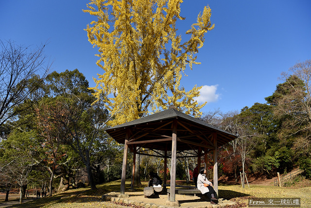 奈良公園36