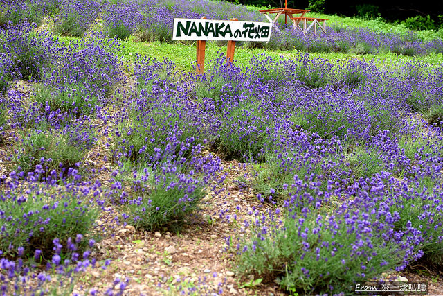 NANAKAの花畑06
